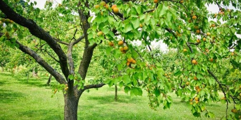Kako je najbolje hraniti kajsije u jesen